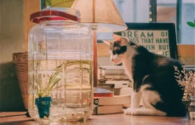 为5只猫搬进豪宅，铲屎官的爱有多疯狂！