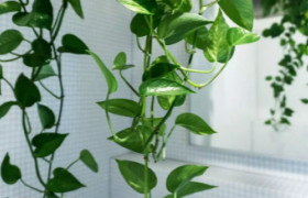 7款“吸毒”植物,室内天然净化器