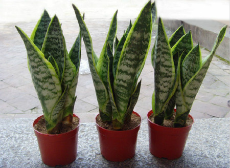 植物5_meitu_5.jpg